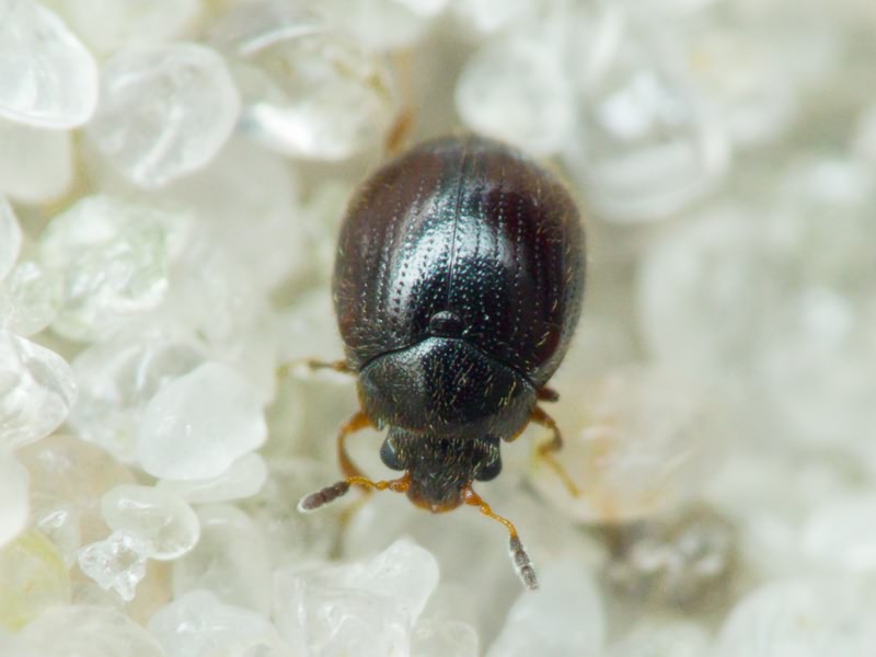 Aspidiphorus orbiculatus (Gyllenhal, 1808)